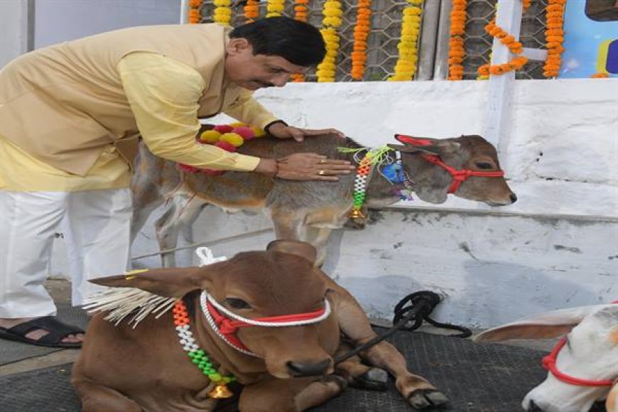 गायों का होगा श्रृंगार,प्रदेश भर में पूरे धूमधाम के साथ मनाया जाएगा गोवर्धन महापर्व,हर जिले में मंत्री रहेंगे मौजूद